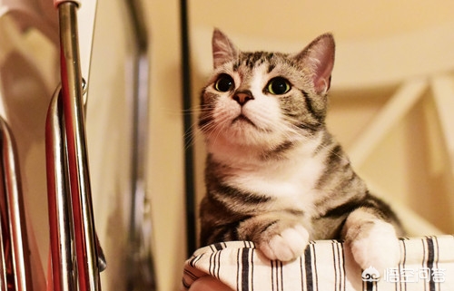 人得了猫藓可以化妆吗，我被我家的猫传染了猫藓，猫已经好了，但是我的脸？：买猫被传染满脸猫藓
