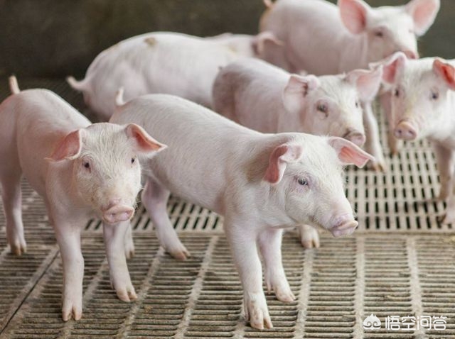 养殖什么不愁销路