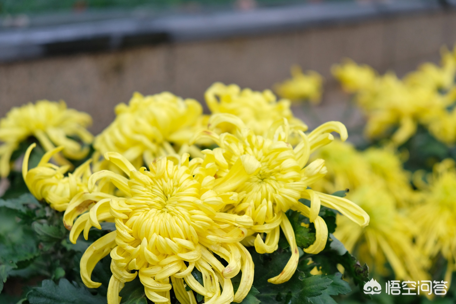 重庆菊花怎么样