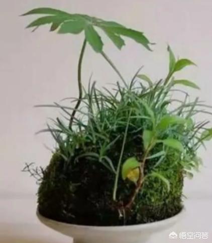 在家里你最喜欢做的事情是什么?:家里的 在家里你最喜欢做的事情是什么?:家里的