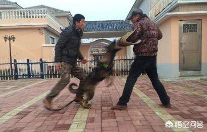 未牵绳大狗扑1岁娃未牵绳小狗被大狗咬死
