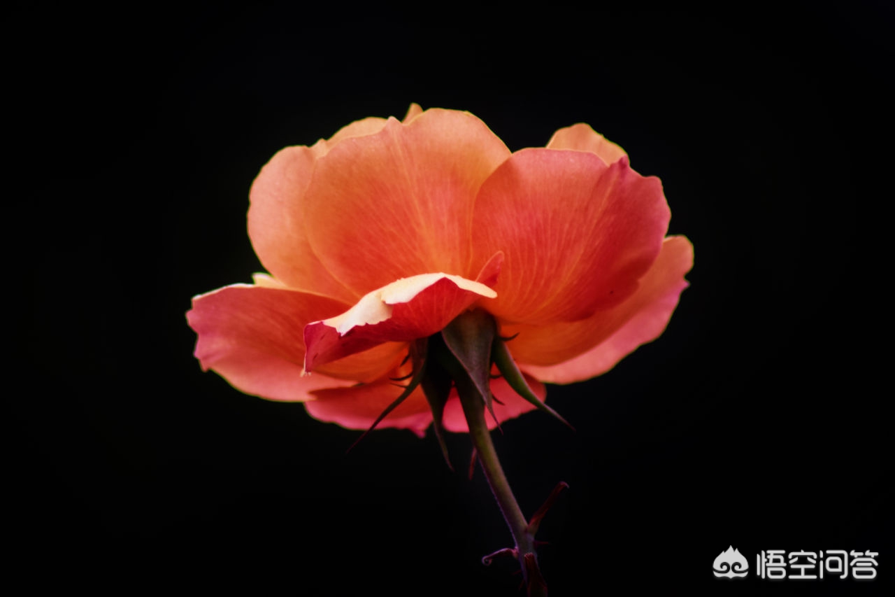 [黑色壁纸全黑]电脑屏幕总是自动变成黑色背景？