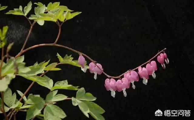 [黑色壁纸全黑]电脑屏幕总是自动变成黑色背景？