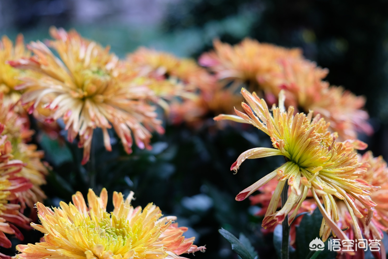 重庆菊花怎么样