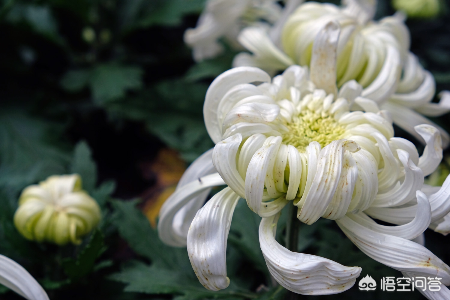 重庆菊花怎么样