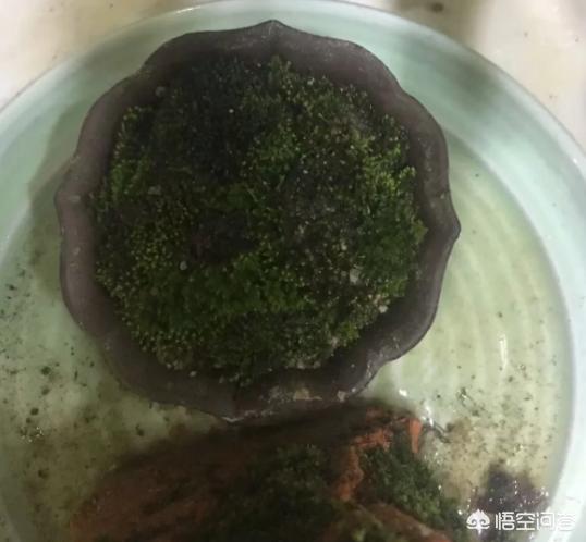 在家里你最喜欢做的事情是什么?:家里的 在家里你最喜欢做的事情是什么?:家里的