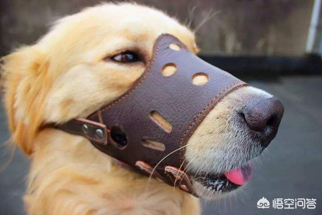 南宁22只宠物狗接连死亡，警方介入调查, 你怎么看？