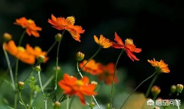 [黑色壁纸全黑]电脑屏幕总是自动变成黑色背景？