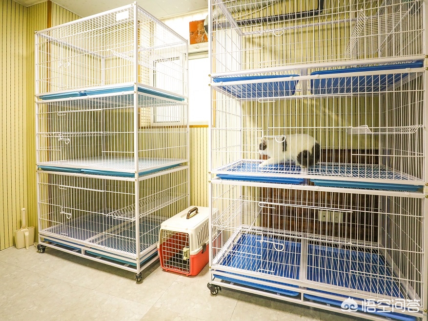 厦门哪里有正规猫舍或者宠物店？