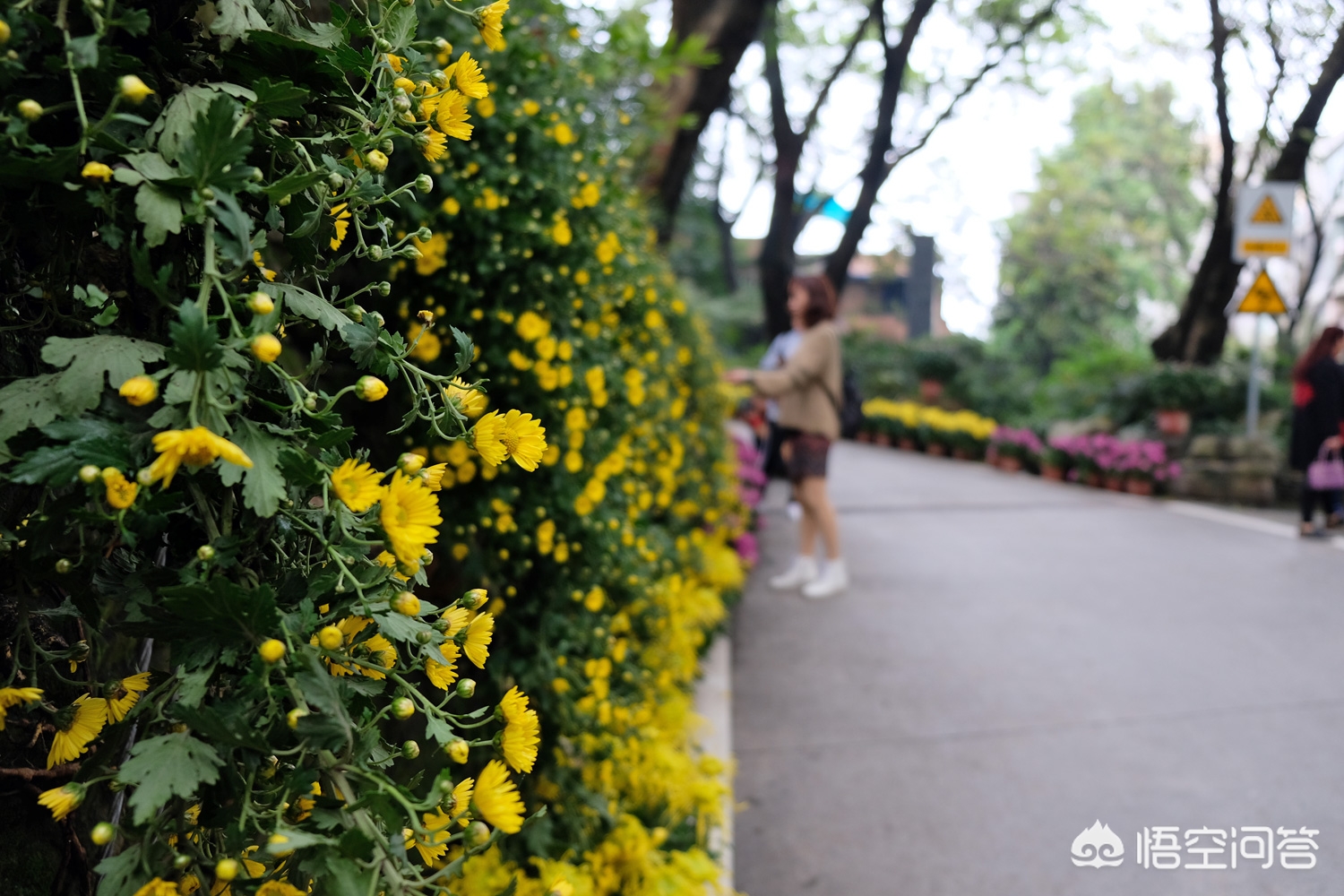 重庆菊花怎么样