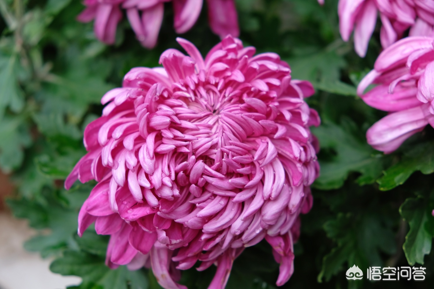 重庆菊花怎么样