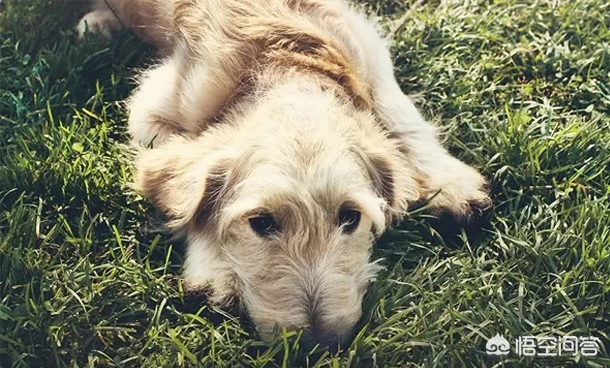 南宁22只宠物狗接连死亡,警方介入调查, 你怎么看? 南宁22只宠物狗接连死亡,警方介入调查, 你怎么看?