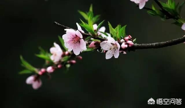 [黑色壁纸全黑]电脑屏幕总是自动变成黑色背景？