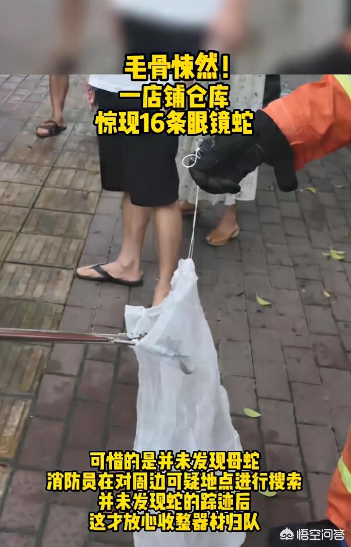 广东一小区蛇群泛滥（广东十大常见蛇？）