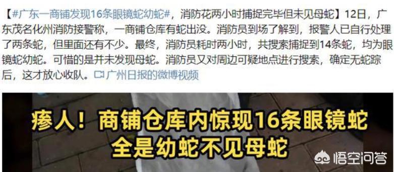 [广东一小区蛇群泛滥]广东有蛇吗？