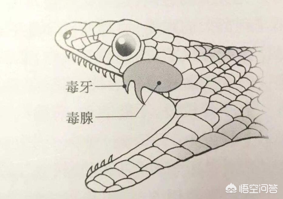 救助眼镜蛇反被咬伤