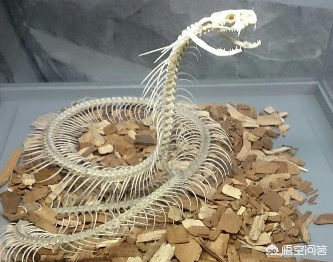救助眼镜蛇反被咬伤