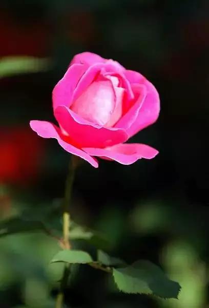 武汉市的市花叫什么
