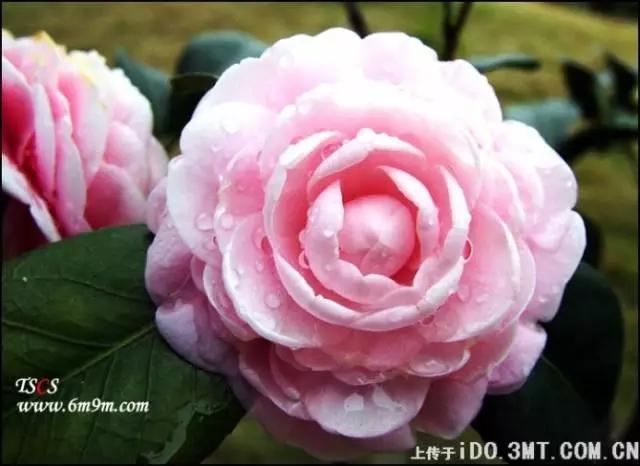 武汉市的市花叫什么