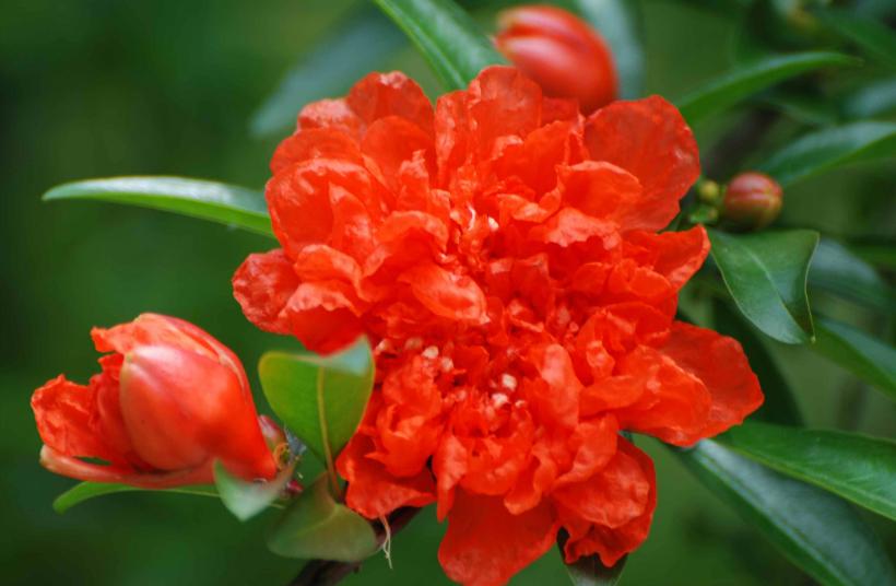合肥市市花叫什么名字