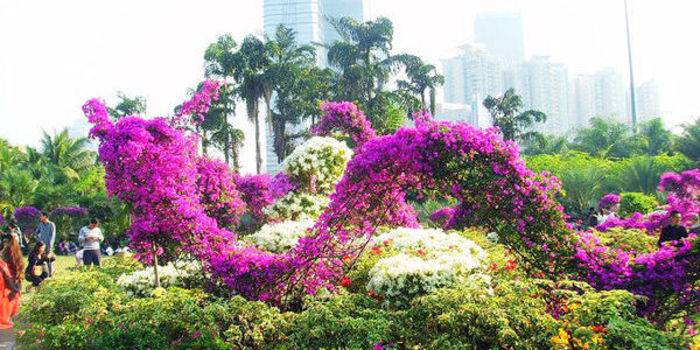 深圳市花是什么？