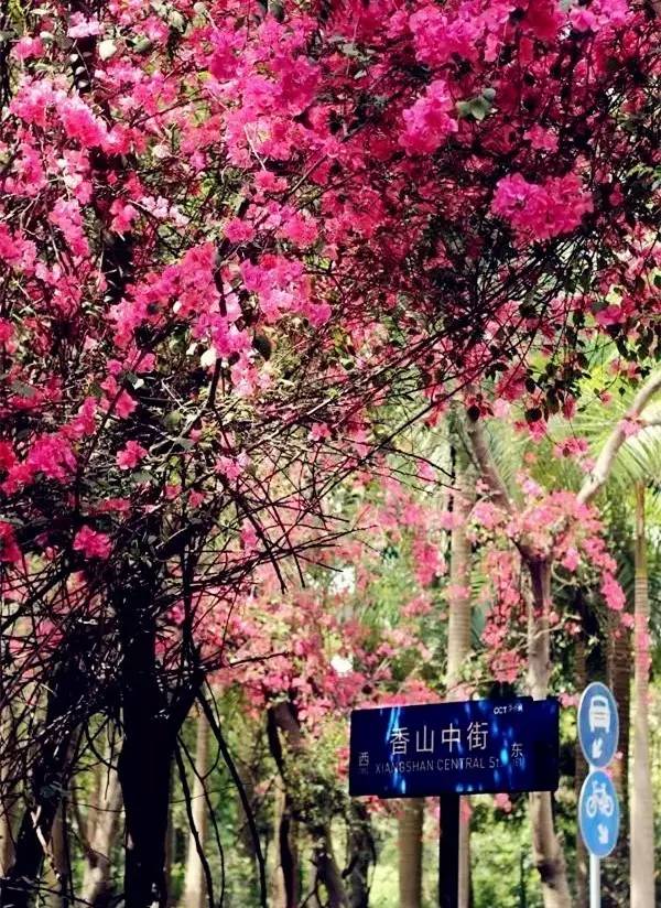 深圳市花是什么? 深圳市花是什么?