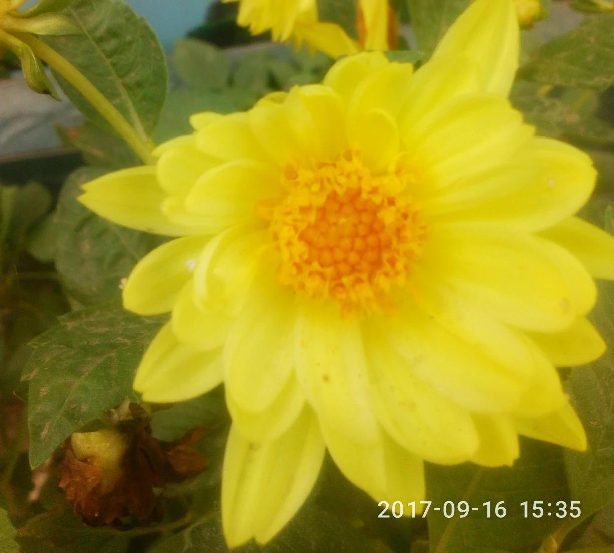 [什么叫绿茶婊]圣母婊，莲花婊，绿茶婊，心机婊各指什么？说具体点？