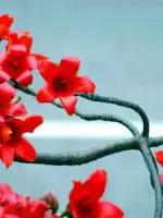 武汉市的市花叫什么