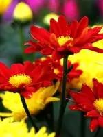 武汉市的市花叫什么