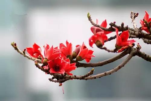 武汉市的市花叫什么