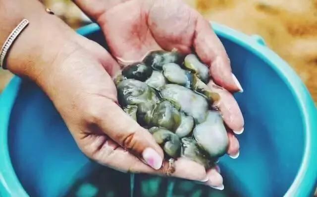 大连市有鱼村的岛屿叫什么 大连市有鱼村的岛屿叫什么