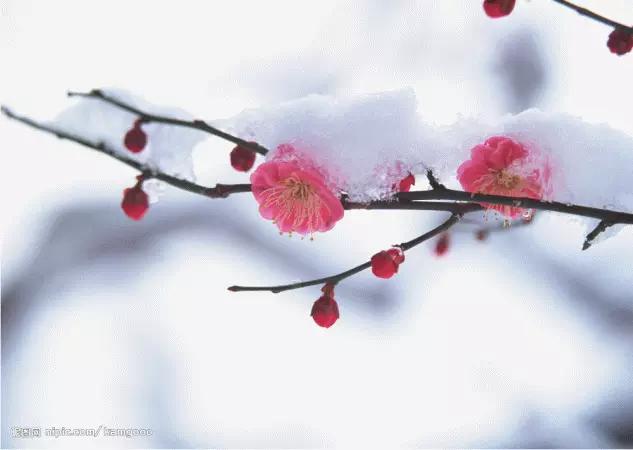 武汉市的市花是什么？