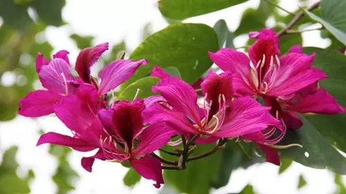 武汉市的市花叫什么