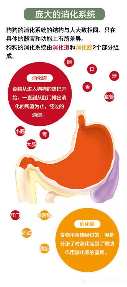 小狗的声音是什么?:小狗的 小狗的声音是什么?:小狗的