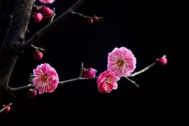 武汉市的市花是什么？