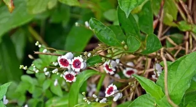 广州花都十大必吃馆子？