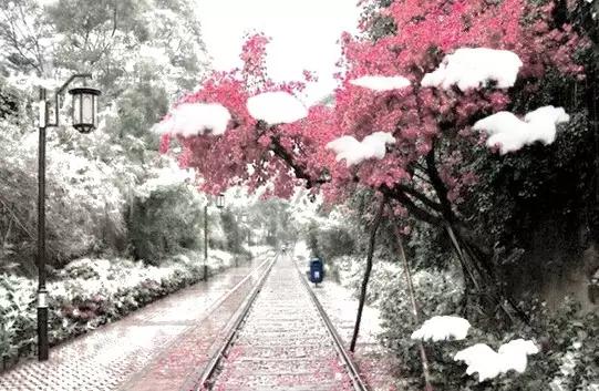 厦门市看哪个省的雪景
