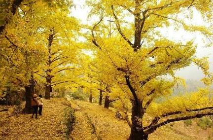 桂林十大银杏景点排名？