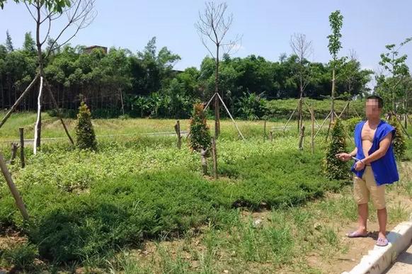 合肥西一环绿化提升改造不到两月,景观花和营养土被盗价值超10万,如何防止被盗? 合肥西一环绿化提升改造不到两月,景观花和营养土被盗价值超10万,如何防止被盗?