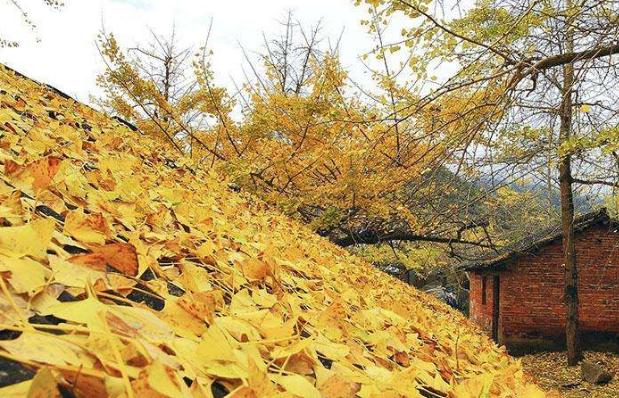 桂林十大银杏景点排名? 桂林十大银杏景点排名?