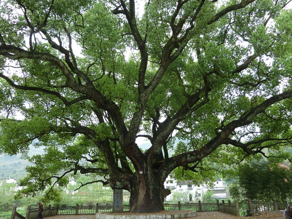 宁波市茶花象征什么