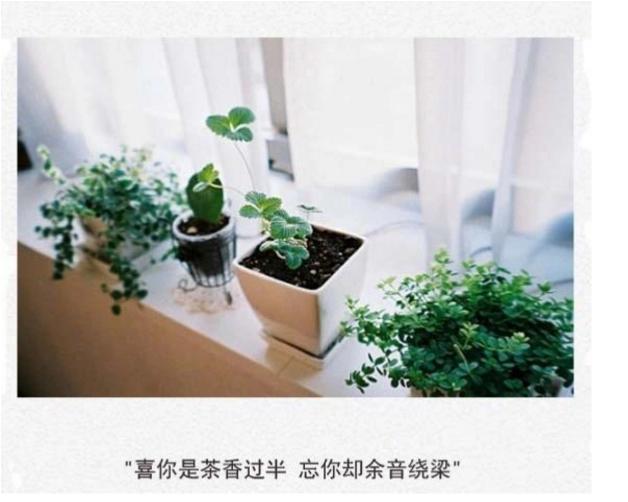 [茶香]茶香的含义？