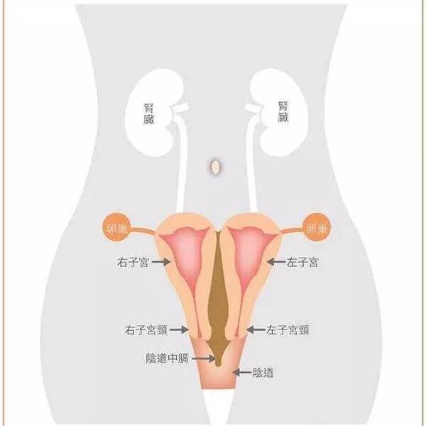 双子宫怀孕怎么办？：双子宫女子怀孕
