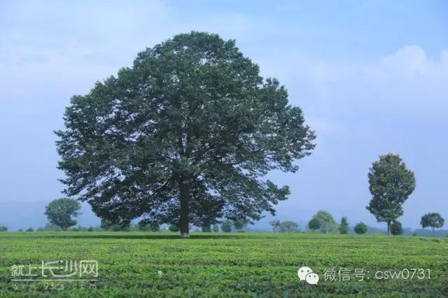 长沙市有什么免费的景区吗