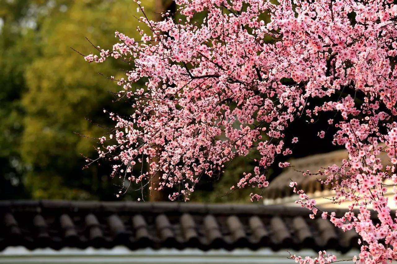 武汉的市花是什么？