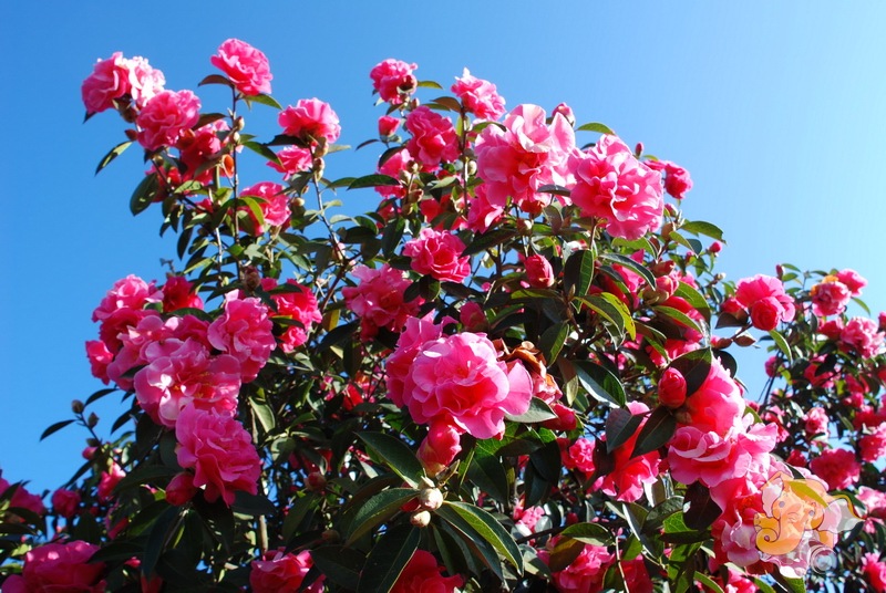 宁波市茶花象征什么
