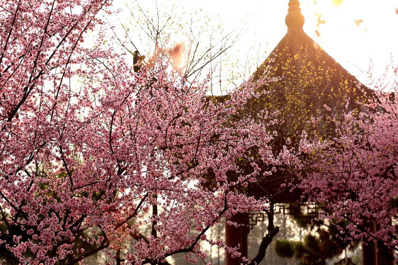 武汉的市花是什么？