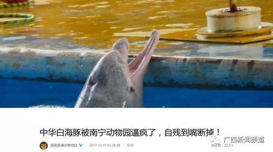 濒危物种基金负责人称全国唯一人工饲养的白海豚在南宁被逼疯，自残断嘴是怎么回事？