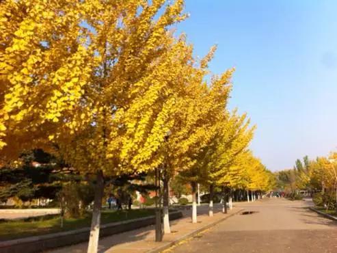 来沈阳市怎么玩