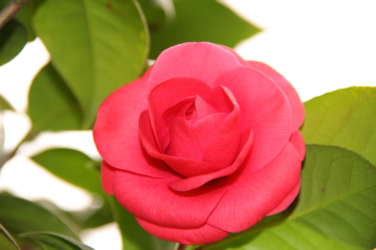 宁波市茶花象征什么